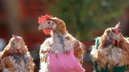 Vtáčia chrípka na Slovensku: V Bratislave počítajú hydinu