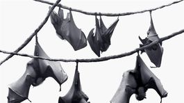 Netopierom roka je raniak zo slovenských panelákov