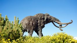 Za vyhynutie mamutov môžu klimatické zmeny, nie ľudia