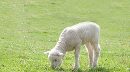 Jahňa od nášho baču