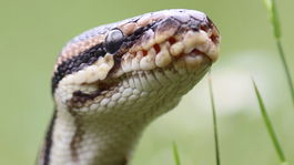 Nočná mora: Turisti uviazli na ostrove hadov, v mori zamorenom medúzami