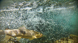 Planétka pred 66 miliónmi rokov vyhubila väčšinu pozemského života. Zasiala však sinice