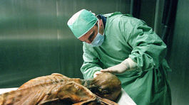 V Alpách našli snežnicu staršiu ako Ötzi. Stane sa turistickou atrakciou