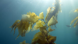 Mexické pobrežie sužujú riasy, ktoré znečisťujú more a zapáchajú