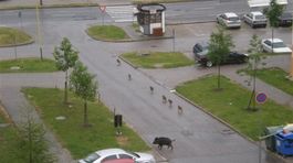 Diviaky prenikajú hlbšie do sídliska, plot nepomohol