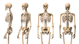 Naša kostra sa mení a má rôzne funkcie