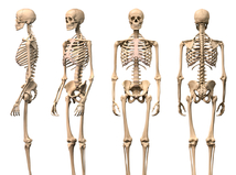 kostra, kosť, kosti
