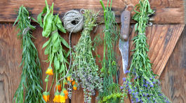 Čierny kmín – jedna z najzdravších rastlín, o ktorej sa nevie!