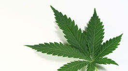 Dospievajúci, ktorí fajčia marihuanu, riskujú zníženie IQ