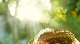 Poliaci predbehli Číňanov, sú svetovou jednotkou v exporte jabĺk