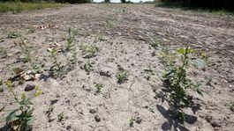 Farmári výrazne poškodení suchom dostanú odškodnenie