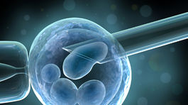 Japonskí vedci chcú krížiť zvieratá s človekom