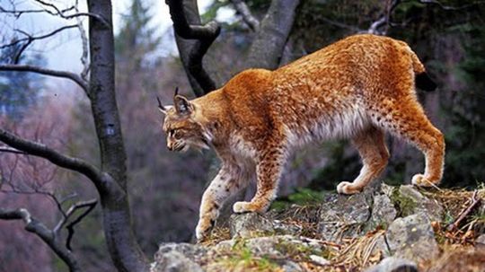 55 navrat rysov 3X návrat