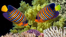 Veľký bariérový útes bledne – odumierajú koraly. Odborníci bijú na poplach