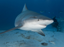 žralok belavý, žralok, Carcharhinus leucas