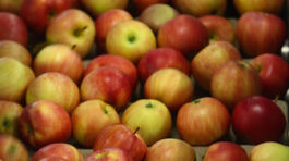 Poliaci majú jabĺk plné pulty aj plné zuby