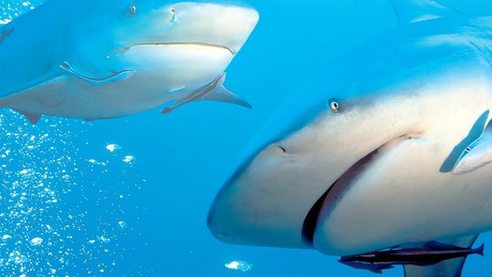 Britského turistu zranil v Karibiku žralok, útočil len desať metrov od brehu