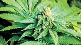 Holandskí poslanci pootvorili dvere marihuane