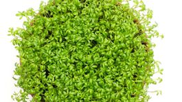 Päť dôvodov, prečo je žerucha taká zdravá