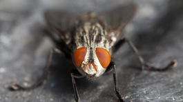 Trapas v Chorvátsku: Skúpeho Poliaka môže falošná mucha v tanieri stáť miesto