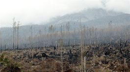 Lykožrútovej kalamite sa nedalo vyhnúť