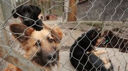 Náhlásiť týranie zvierať je občianska povinnosť