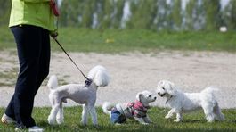 Ako pomáhajú psy proti osamelosti