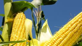 Bayer a Monsanto sľúbili Trumpovi miliardové investície