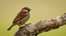 Maďarsko-slovenská interaktívna mapa ponúkne lokality na pozorovanie vtákov
