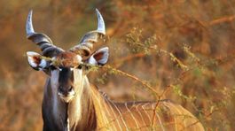Českí vedci zvažujú vypustenie antilop Derbyho do prírody Senegalu