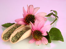 echinacea