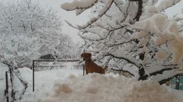 pes, sneh