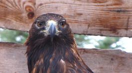 Púť orla krikľavého do afrického zimoviska bude v priamom prenose