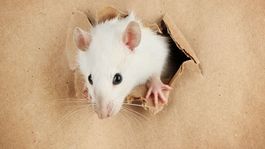 Deti v Zimbabwe rozbehli výnosný biznis, predávajú pečené myši