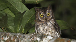 Pre jeseň je typické jesenné tokanie sov, chránia si svoje územie