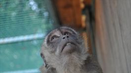 Vedci sa pýtajú, či majú makaky dušu