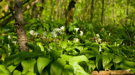 Nie je cesnak ako cesnak