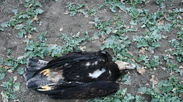 Kto trávi vzácne dravce? 