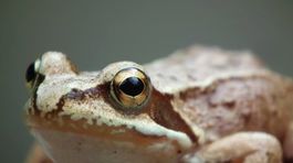 Apetít Francúzov je veľký, indonézske žaby sú už na vymretie