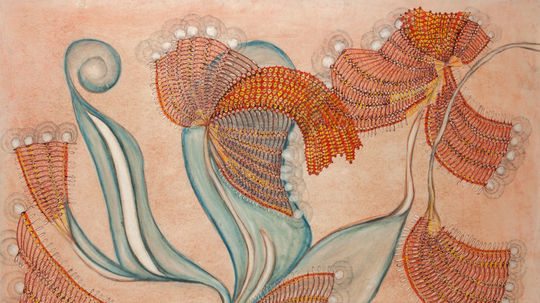 Anna Zemánková: Velekvet austrálsky