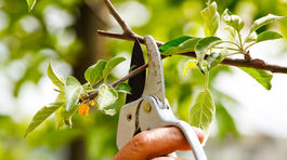 Ovocinári spozorneli, mrazy môžu poškodiť stromy