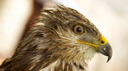 Našli ďalšie otrávené dravce, polícia ľudí vyzýva k ostražitosti