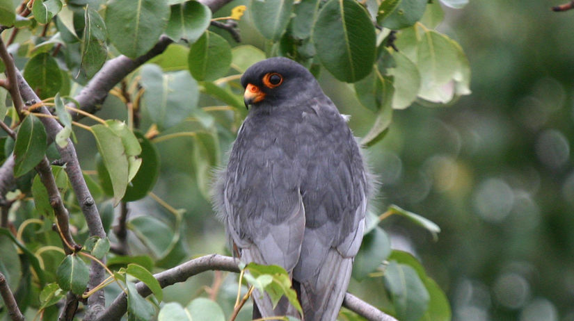 Sokol červenonohý (Falco vespertinus)