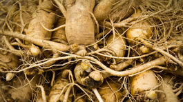 Koreň života či Strieborná marhuľa. Poznáte ich účinky?