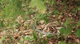 Horskí záchranári v Malej Fatre pomáhali chlapcovi, ktorého uštipol had