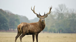 Neviditeľný dom: Pod priehľadnou podlahou sa premávajú divé zvery