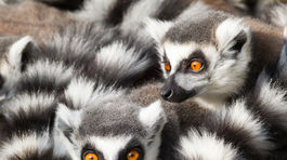 Lemurom ide o život, Madagaskarčania ich chránia výmenou za lacné liči