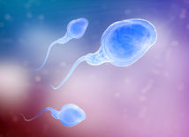 plodnosť, neplodnosť, oplodnenie, spermia, spermie