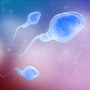 plodnosť, neplodnosť, oplodnenie, spermia, spermie