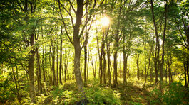 Ochrana bukových pralesov pod paľbou kritiky